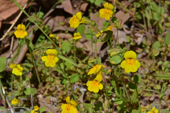 Seep Monkeyflower has bright green leaves, the under-sides are often reddish and bright yellow showy flowers. Mimulus guttatus